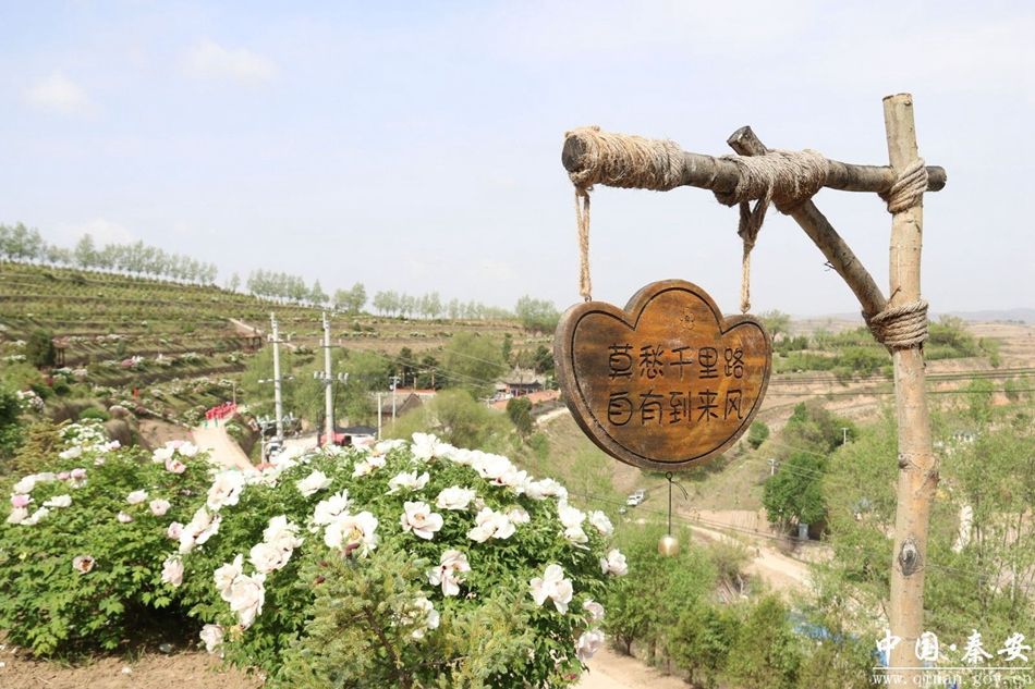 秦安王鋪鎮茆苑 牡丹開出“花經濟”，文旅融合促振興